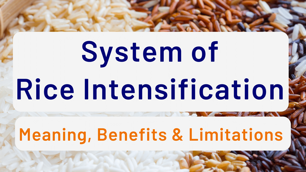 System of Rice Intensification: Meaning, Benefits & Limitations