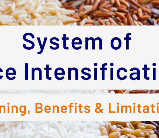 System of Rice Intensification: Meaning, Benefits & Limitations